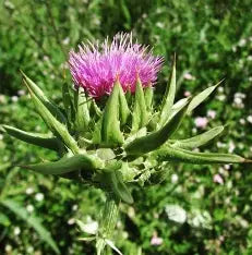 Greenboy Milk Thistle Herb 50g